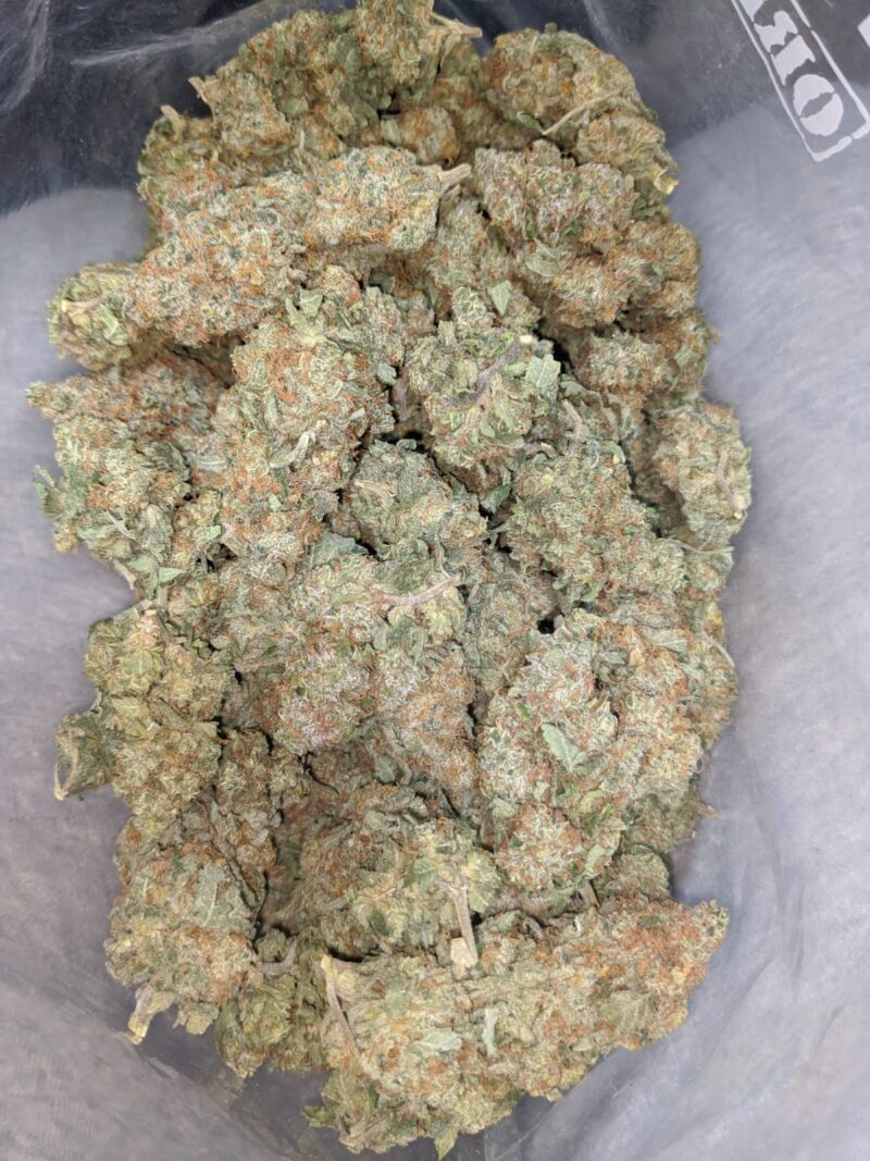 Seattle Cough - Image 5