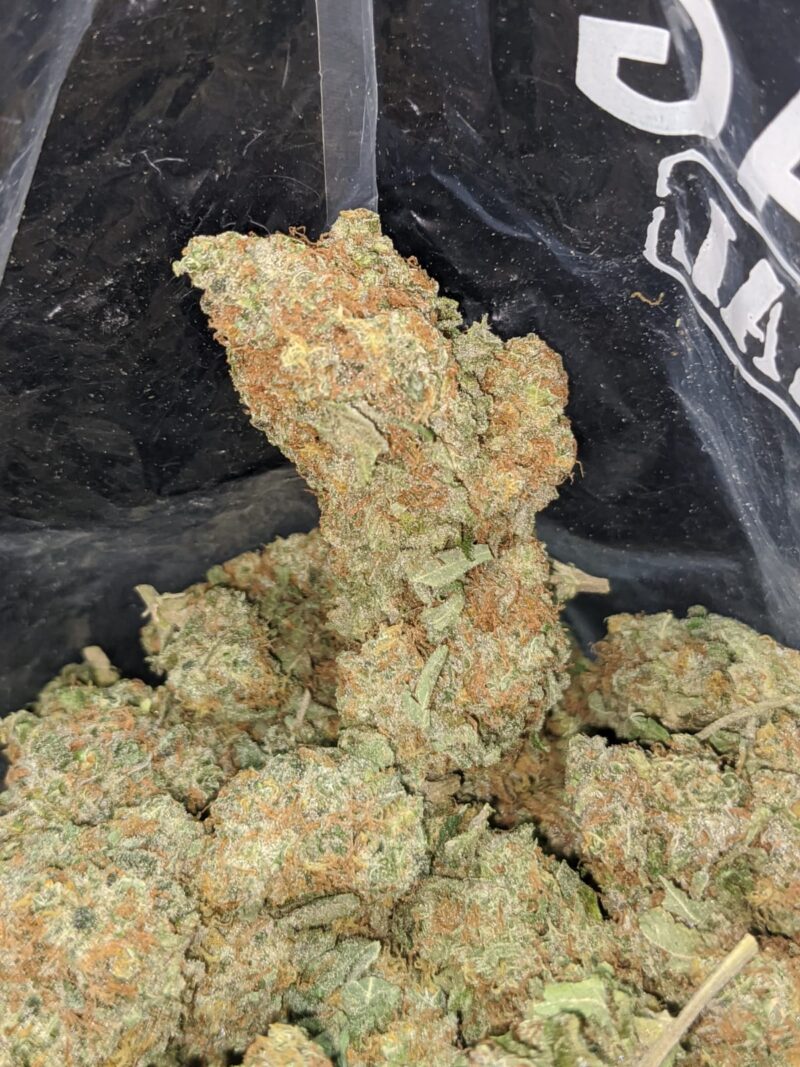 Seattle Cough - Image 7