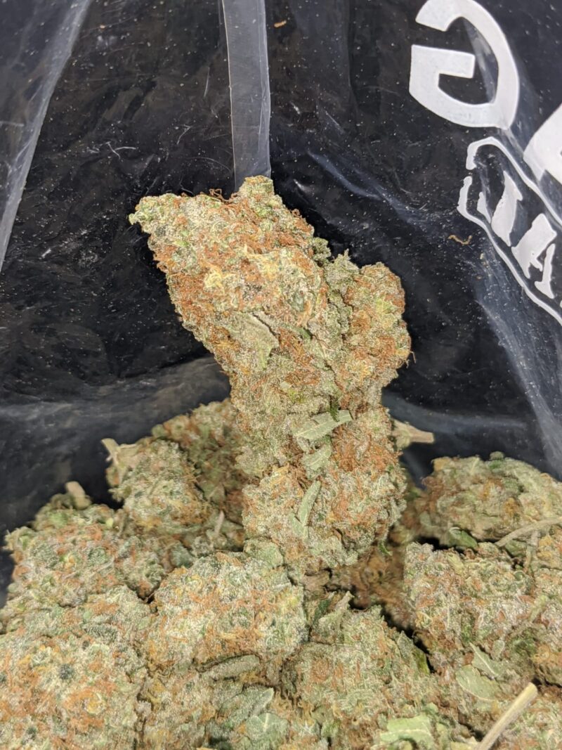 Seattle Cough - Image 6