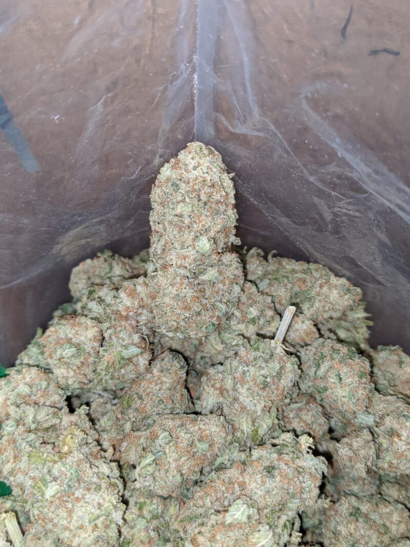 Shishkaberry - Image 7