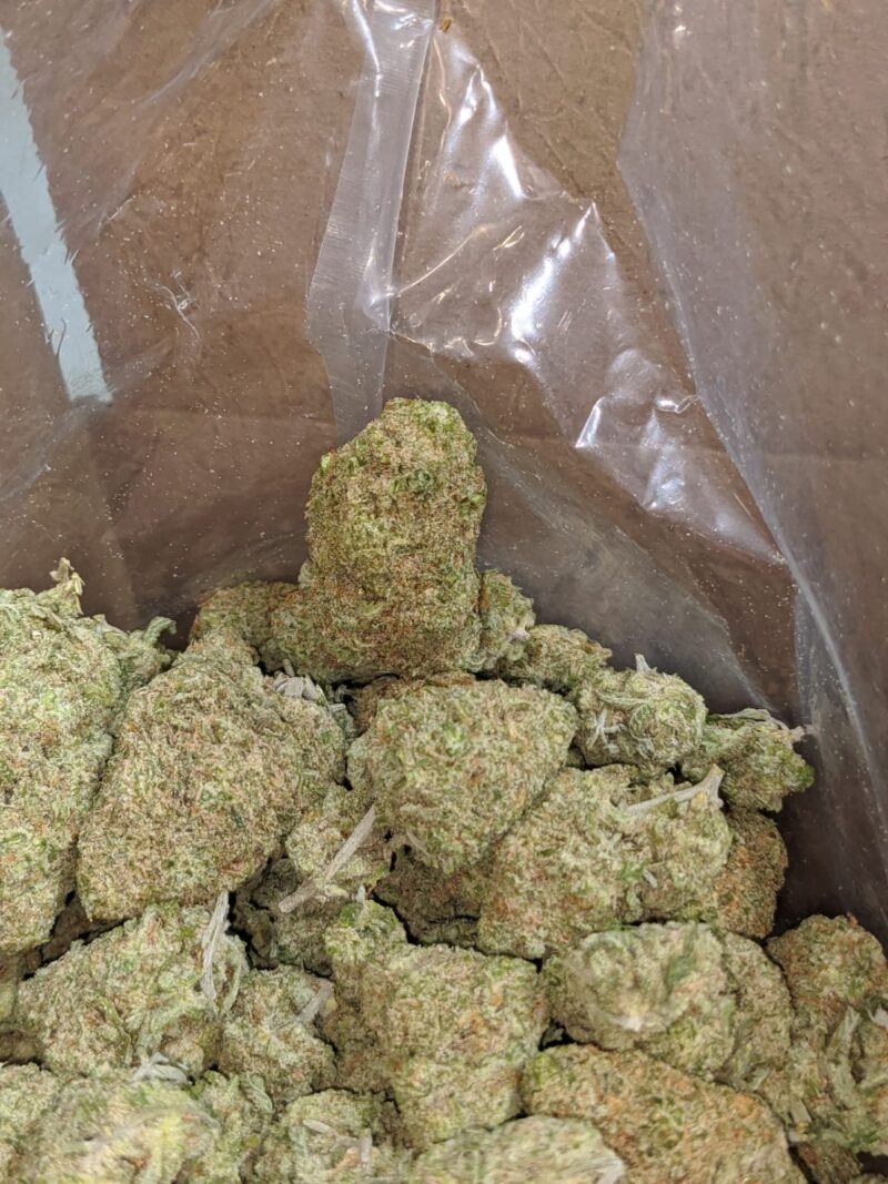 Silver Skunk - Image 7
