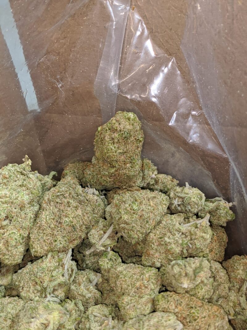 Silver Skunk - Image 6