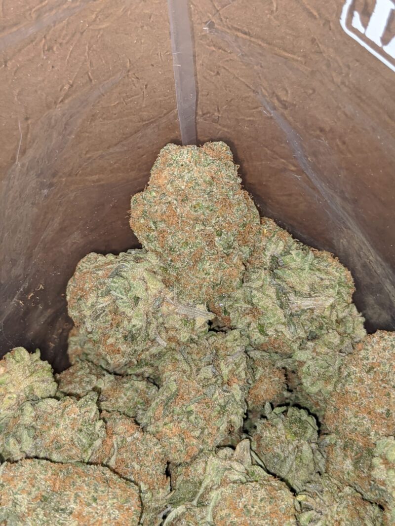 Sister Glue - Image 6