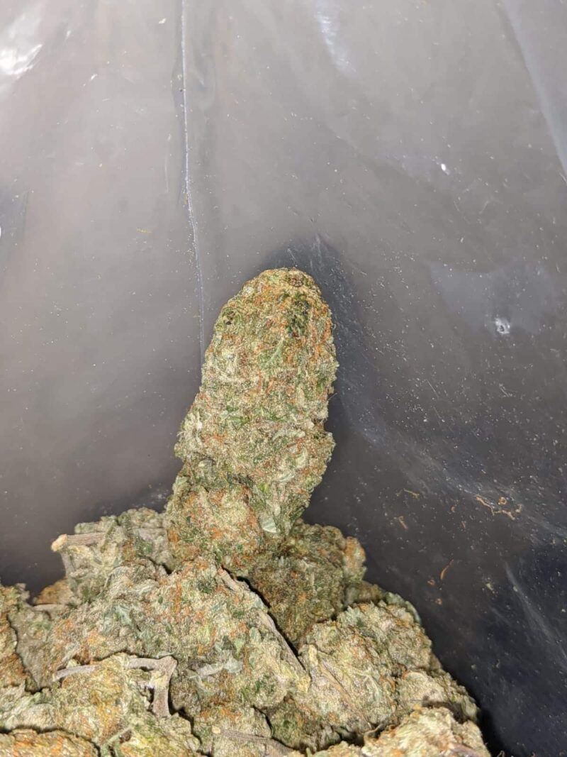 Sugar Cane – *Deal Of The Day* - Image 4