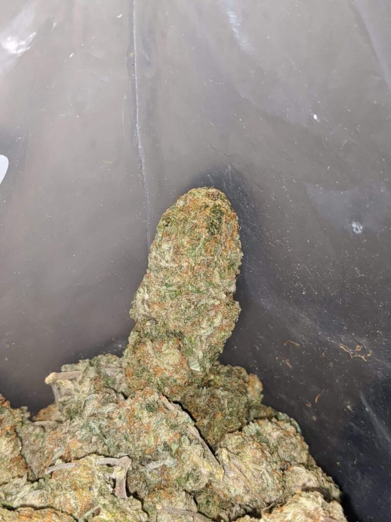 Sugar Cane – *Deal Of The Day* - Image 7