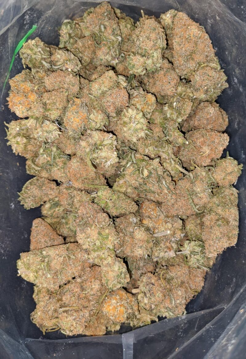 Tropical Gelato - Image 7