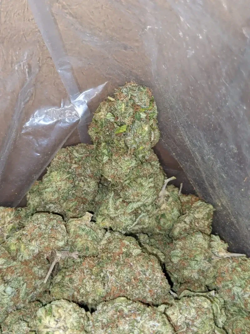 Tony’s Tuna Kush - Image 7