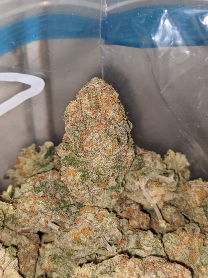 Tutti Fruitti - Image 7