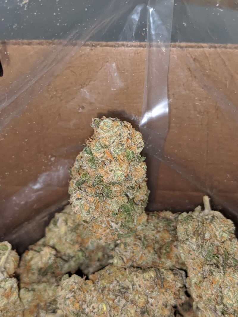Unicorn Poop - Image 6