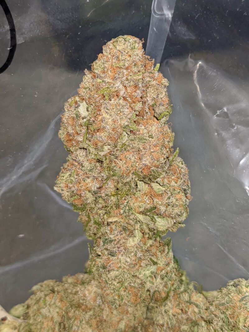 White Rhino - Image 7