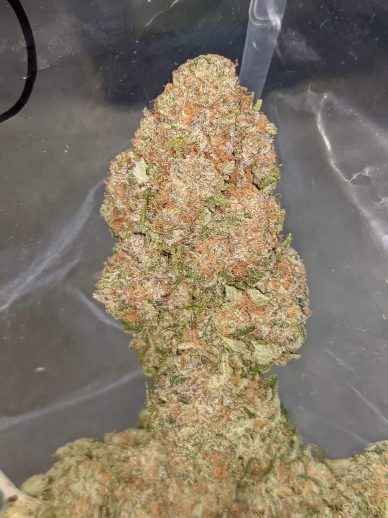 White Rhino - Image 6