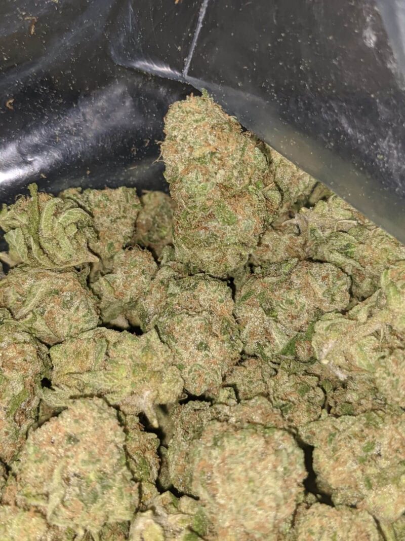 Zombie Kush - Image 7