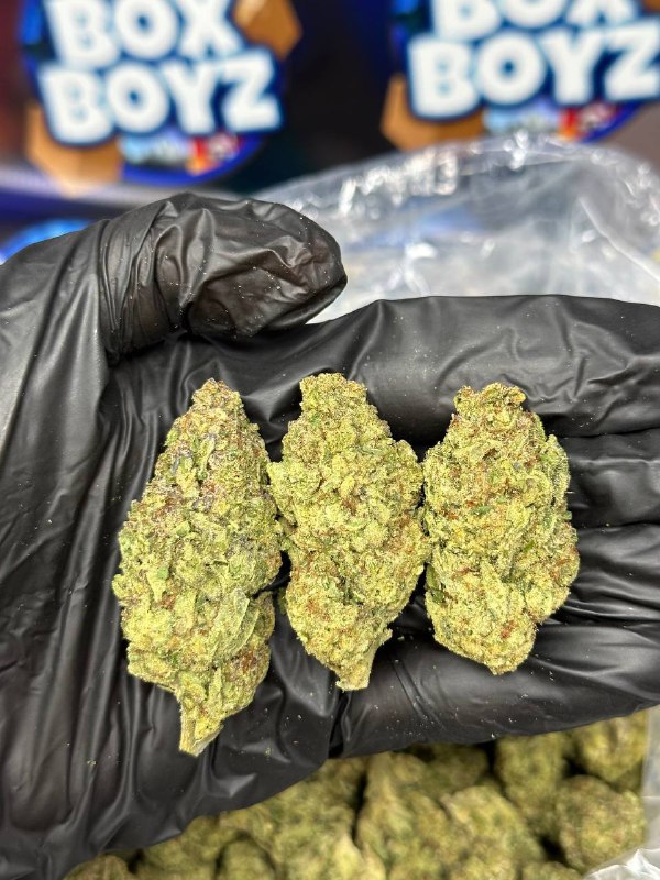 Blizzard Strain