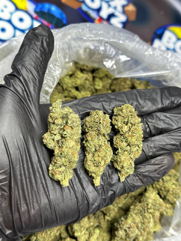 Turbo Zookies Strain