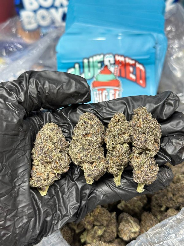 Blue & Red Gelato strain