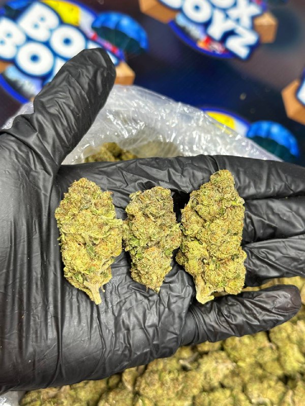 Purple Mac Strain