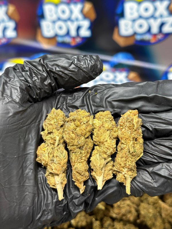 Jelly bean strain