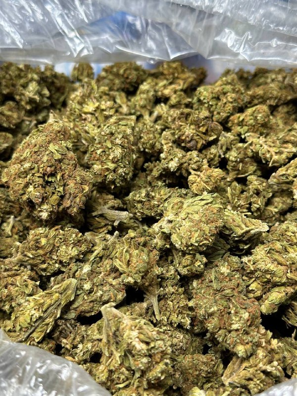 Platinum bubba strain