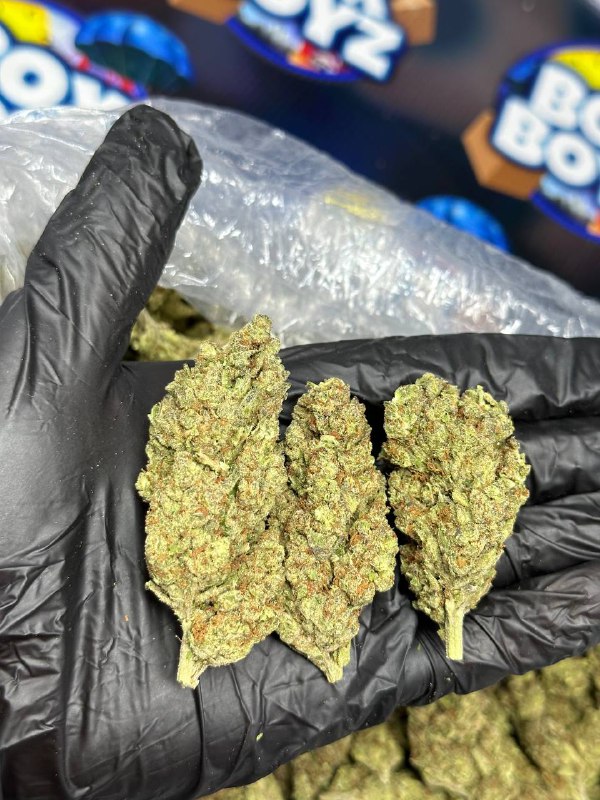 Zour Apple Mintz strain
