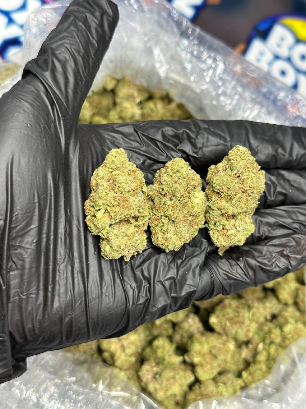 Funnel Cake Strain