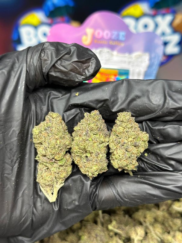 Picasso Runtz Strain