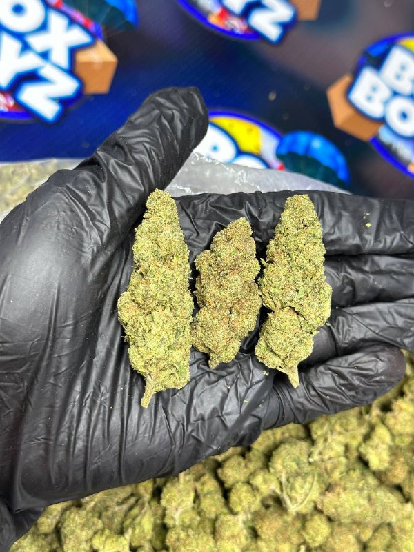 Boston Kandy Strain