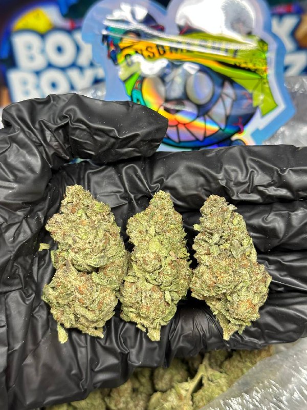 Blue Cookies strain