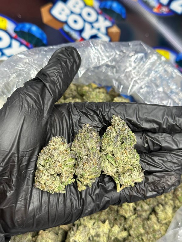 Black Trufflez Strain