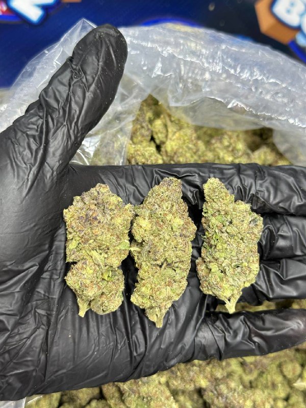 Choco Pie Strain