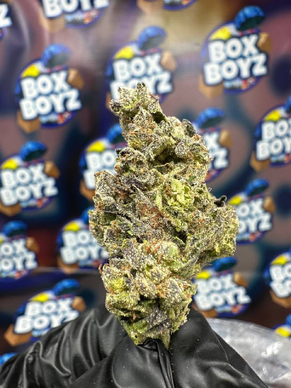 Gelato Waffle Strain