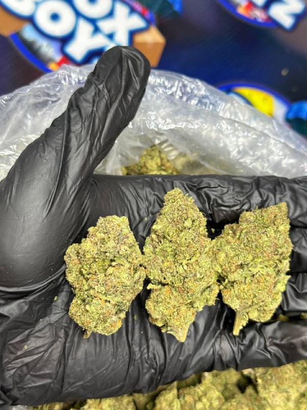 Stuffed KitKat Strain