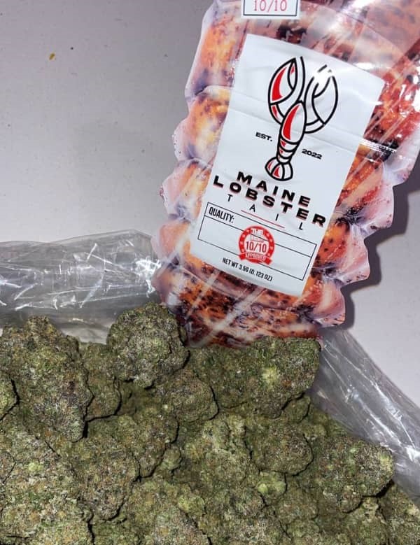 maine lobster tail weed strain