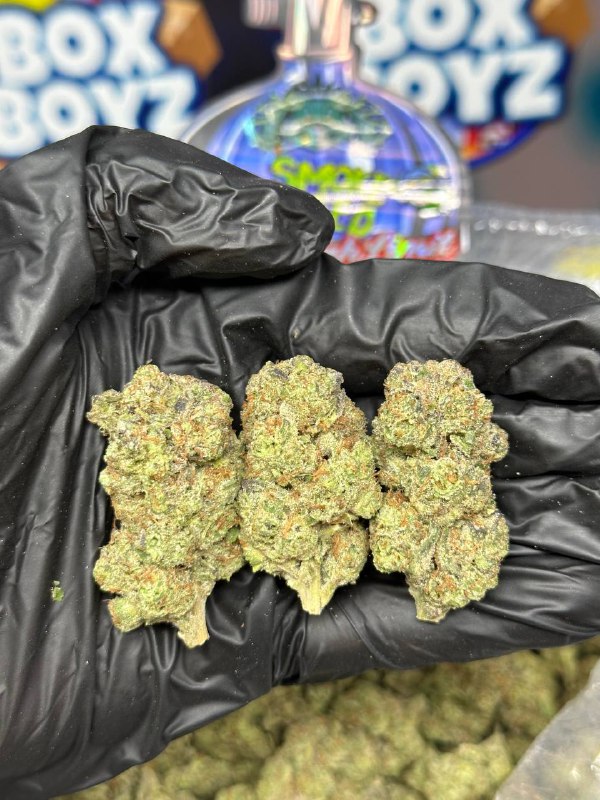 NOS Strain