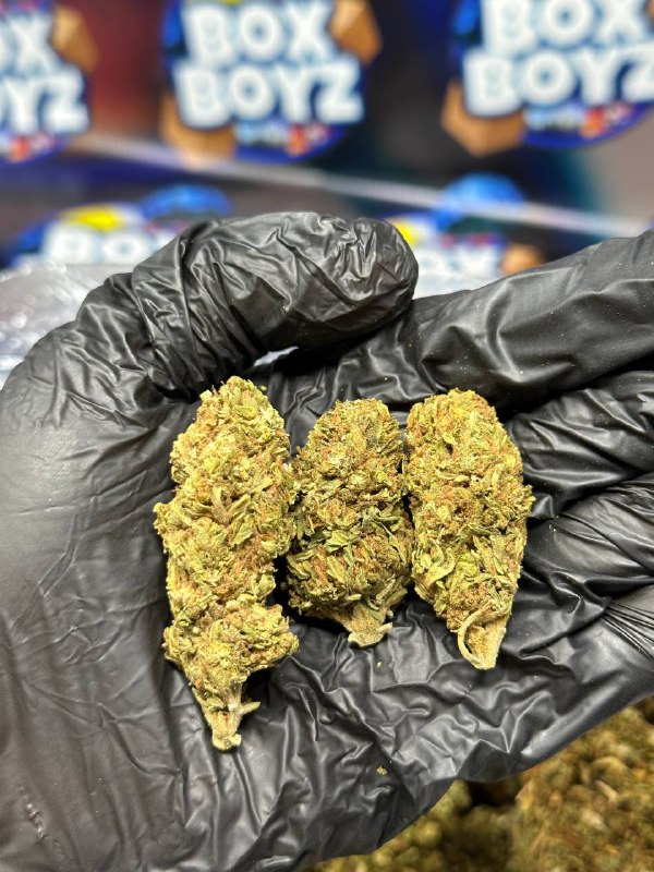 Kosher Kush strain 2Lbs