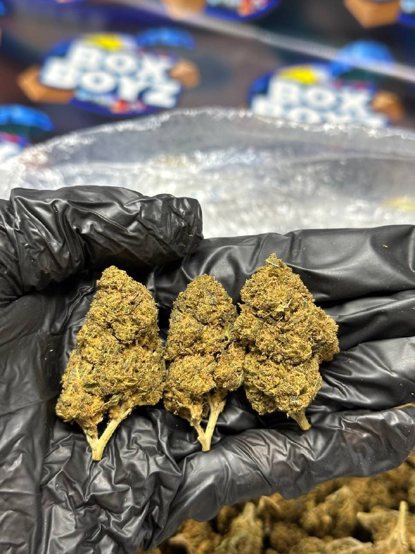 Horchata strain