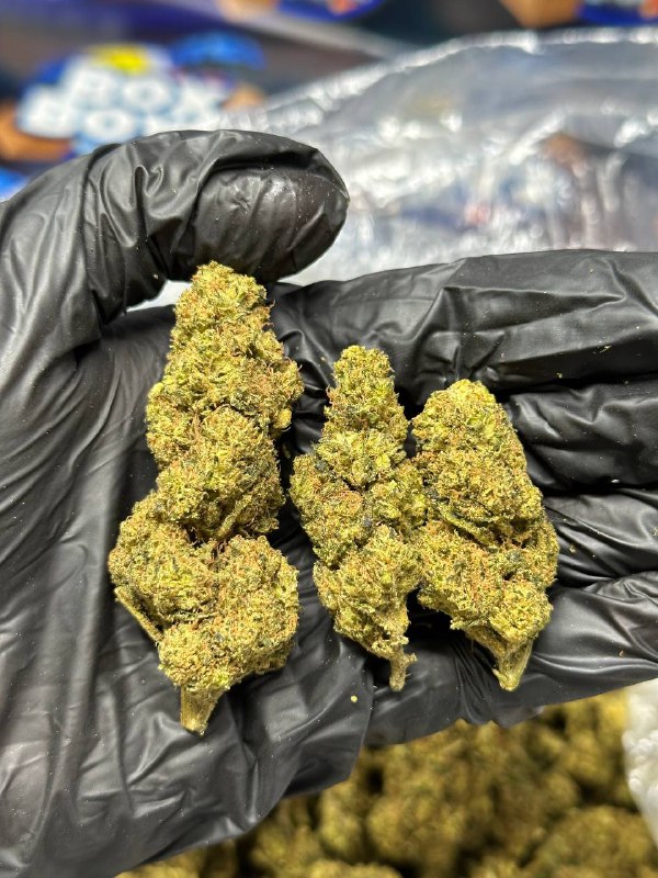Cookies & Crème strain