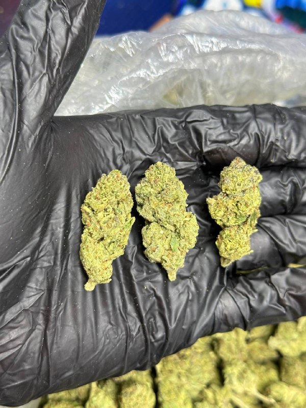 Gum drop Strain