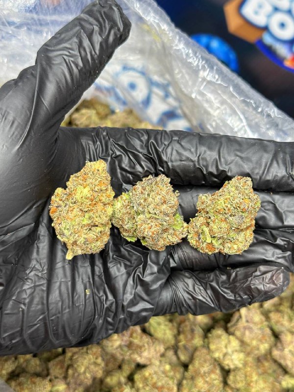 Rasberry Rocket Strain