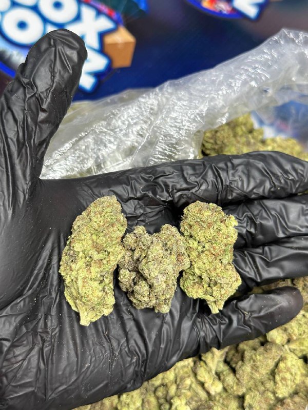 Pink Champagne Strain
