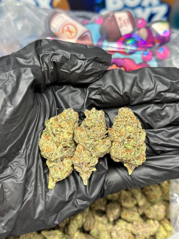 Sayonara strain