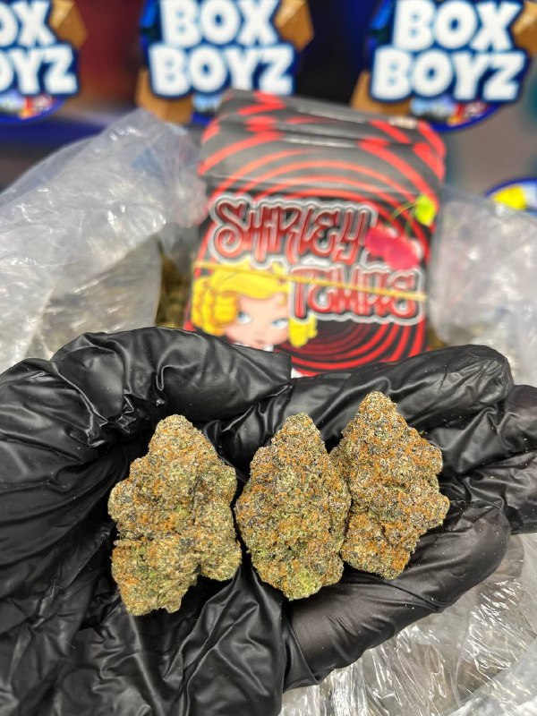 Shirley Temple Strain