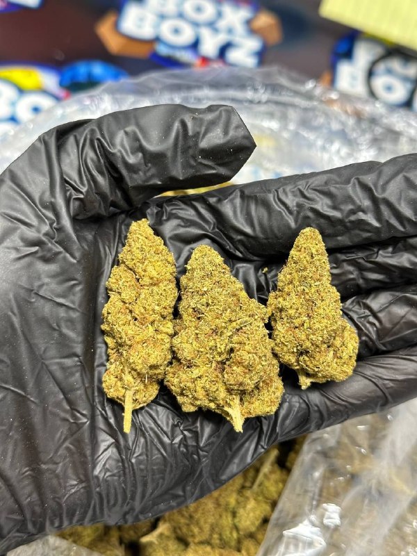 Grandma Cookies strain