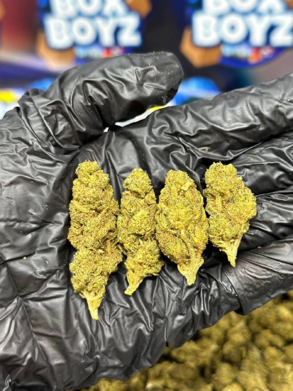 Khalifa Kush strain
