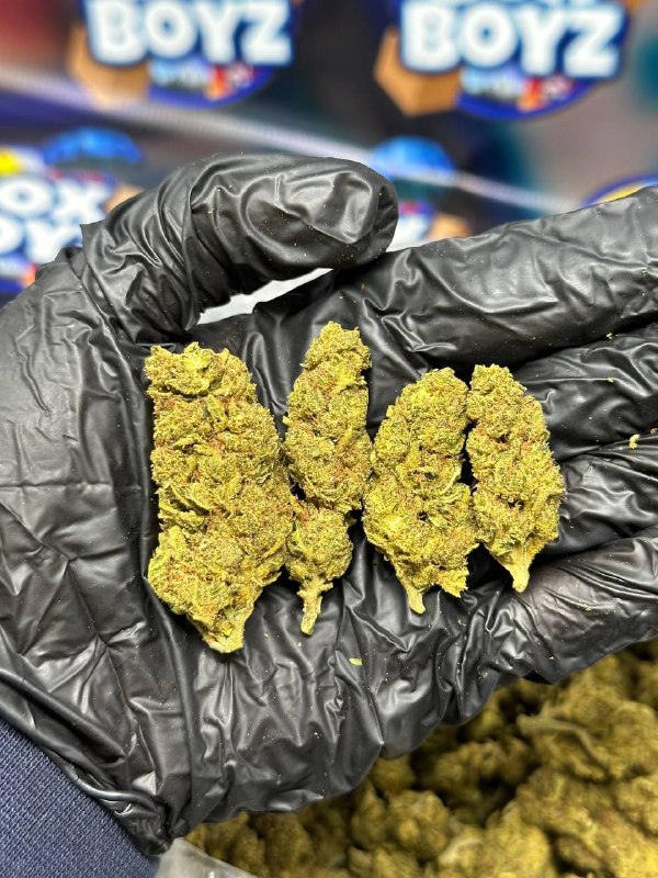 Grease Monkey strain