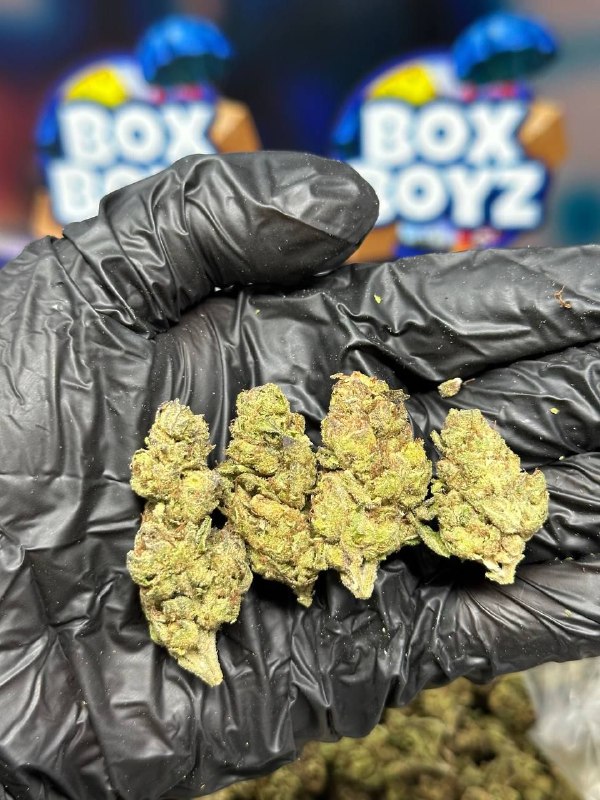 Oreo Putting strain