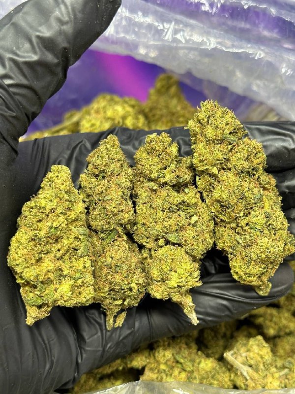 Lemon Bars strain
