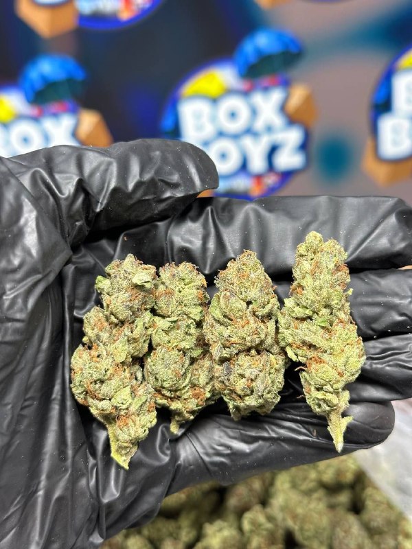 Frosted Grapes strain