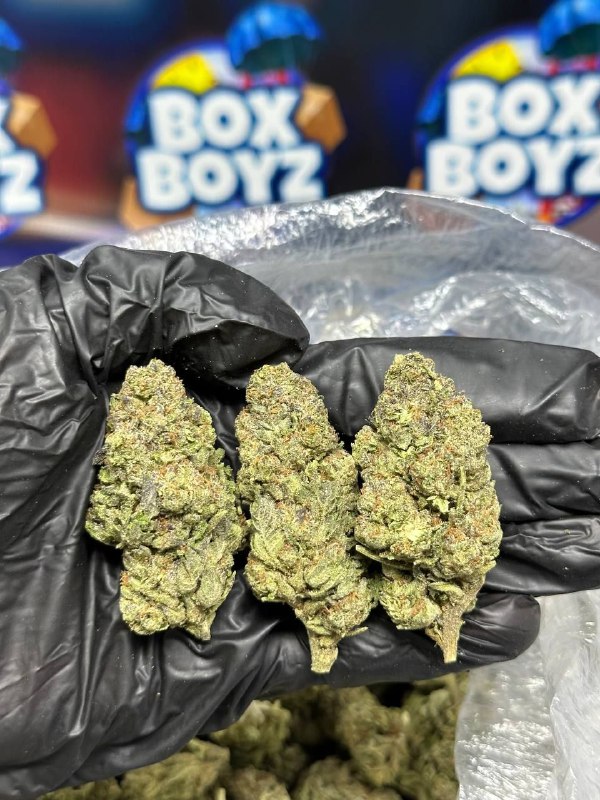 Push Pop strain