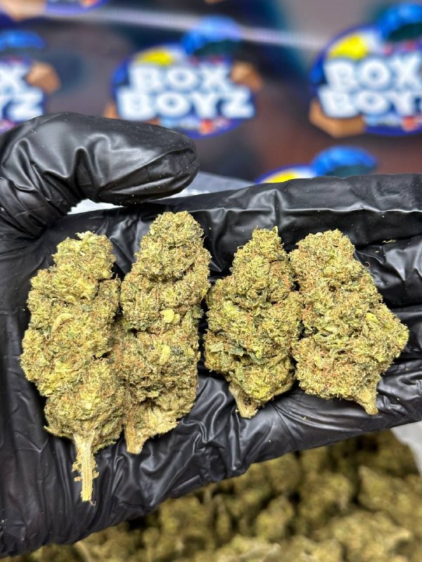 Apple Skittles strain