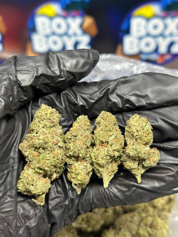 Gusher Cookies strain